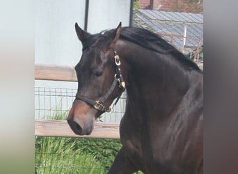 Arabian horses, Mare, 4 years, 15 hh, Smoky-Black