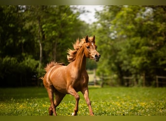 Arabian horses, Mare, 4 years, 15,1 hh, Chestnut-Red