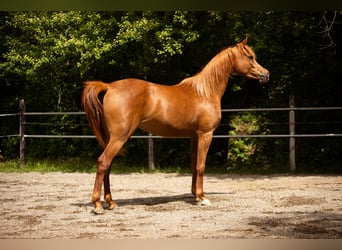 Arabian horses, Mare, 4 years, 15,1 hh, Chestnut-Red