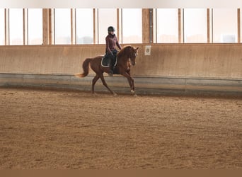 Arabian horses, Mare, 4 years, 15,1 hh, Chestnut-Red