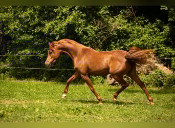 Arabian horses, Mare, 4 years, 15,1 hh, Chestnut-Red