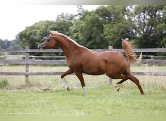 Arabian horses, Mare, 4 years, 15,1 hh