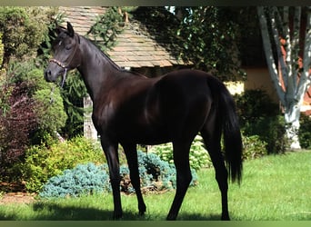 Arabian horses, Mare, 4 years, 15,2 hh, Black