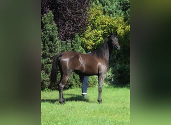 Arabian horses, Mare, 4 years, 15,2 hh, Black