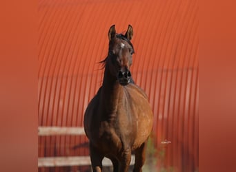 Arabian horses, Mare, 4 years, Bay-Dark