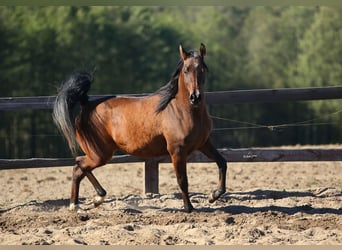 Arabian horses, Mare, 4 years, Bay-Dark