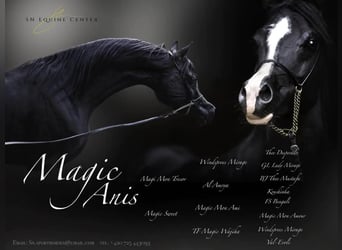 Arabian horses, Mare, 4 years, Black