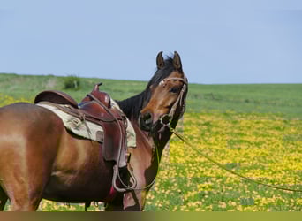 Arabian horses, Mare, 4 years, Brown