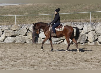 Arabian horses, Mare, 4 years, Brown