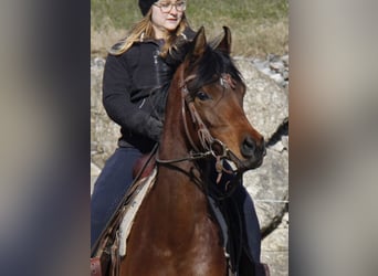 Arabian horses, Mare, 4 years, Brown