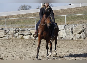 Arabian horses, Mare, 4 years, Brown