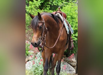 Arabian horses, Mare, 4 years, Brown