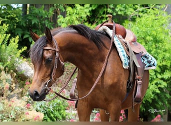 Arabian horses, Mare, 4 years, Brown