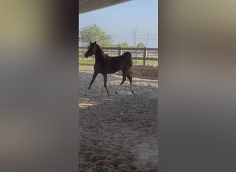 Arabian horses, Mare, 4 years, Chestnut-Red