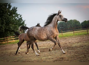 Arabian horses, Mare, 4 years, Chestnut-Red