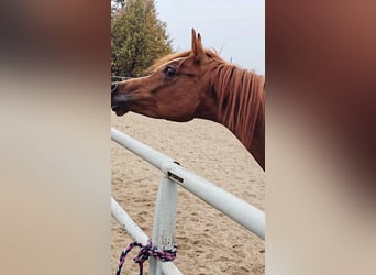 Arabian horses, Mare, 4 years, Chestnut-Red