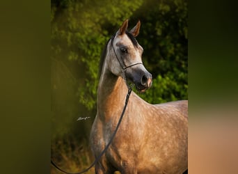 Arabian horses, Mare, 4 years, Chestnut-Red