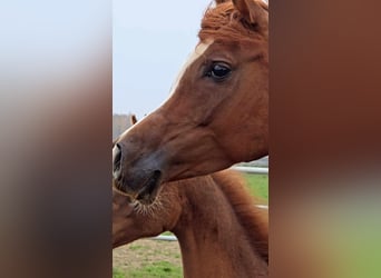 Arabian horses, Mare, 4 years, Chestnut-Red