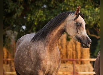 Arabian horses, Mare, 4 years, Chestnut-Red