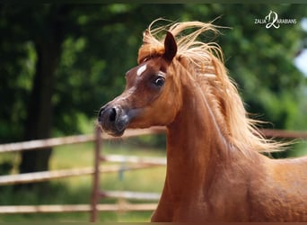 Arabian horses, Mare, 4 years, Chestnut-Red