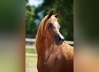 Arabian horses, Mare, 4 years, Chestnut-Red