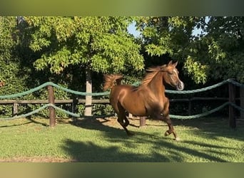 Arabian horses, Mare, 4 years, Chestnut-Red
