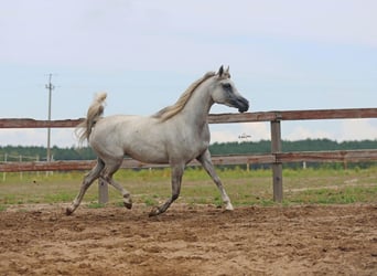 Arabian horses, Mare, 4 years, Gray