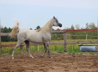 Arabian horses, Mare, 4 years, Gray