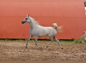 Arabian horses, Mare, 4 years, Gray