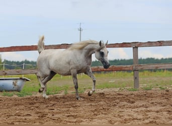 Arabian horses, Mare, 4 years, Gray