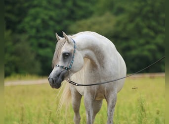 Arabian horses, Mare, 4 years, Gray