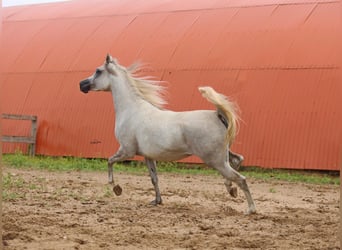 Arabian horses, Mare, 4 years, Gray