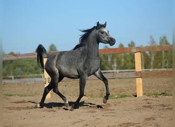 Arabian horses, Mare, 4 years, Gray