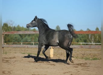 Arabian horses, Mare, 4 years, Gray