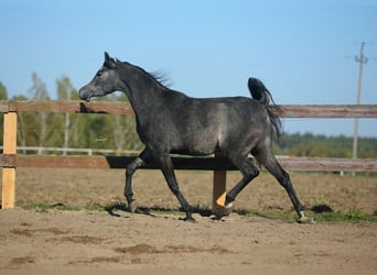 Arabian horses, Mare, 4 years, Gray