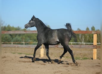 Arabian horses, Mare, 4 years, Gray