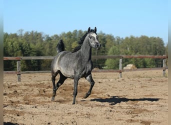 Arabian horses, Mare, 4 years, Gray