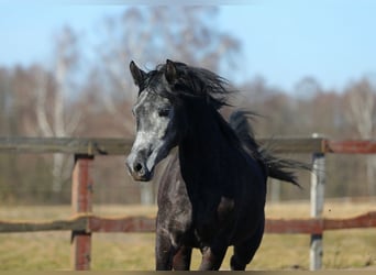 Arabian horses, Mare, 4 years, Gray