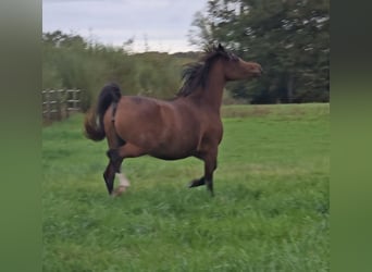 Arabian horses, Mare, 5 years, 14.2 hh, Bay-Dark