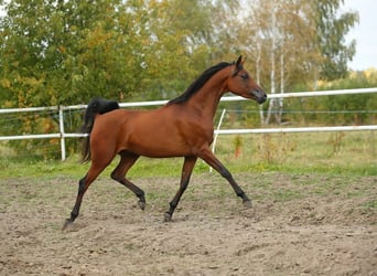 Arabian horses, Mare, 5 years, 14.2 hh, Bay-Dark