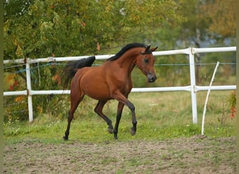 Arabian horses, Mare, 5 years, 14.2 hh, Bay-Dark