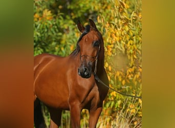 Arabian horses, Mare, 5 years, 14.2 hh, Bay-Dark