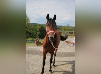 Arabian horses, Mare, 5 years, 14.2 hh, Brown