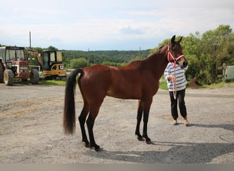 Arabian horses, Mare, 5 years, 14.2 hh, Brown