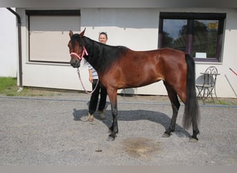 Arabian horses, Mare, 5 years, 14.2 hh, Brown