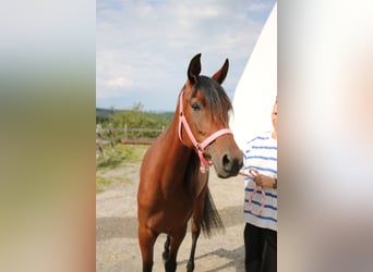 Arabian horses, Mare, 5 years, 14.2 hh, Brown