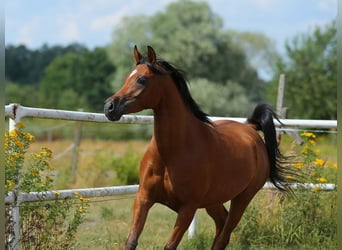 Arabian horses, Mare, 5 years, 14.3 hh, Brown