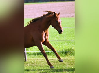 Arabian horses, Mare, 5 years, 14.3 hh, Chestnut-Red