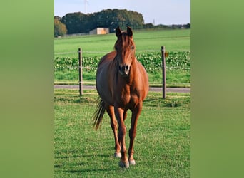 Arabian horses, Mare, 5 years, 14.3 hh, Chestnut-Red