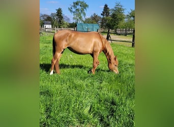 Arabian horses, Mare, 5 years, 14,3 hh, Chestnut-Red